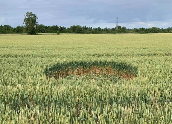 crop circle at Oakley | june 30 2024